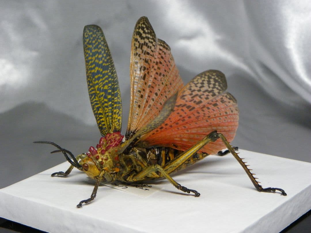 マダガスカルのドクバッタ　立体標本