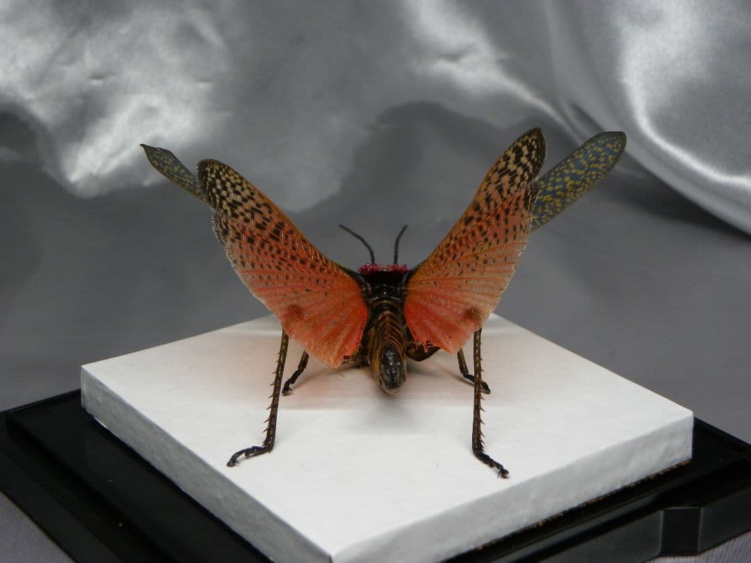 マダガスカルのドクバッタ　立体標本