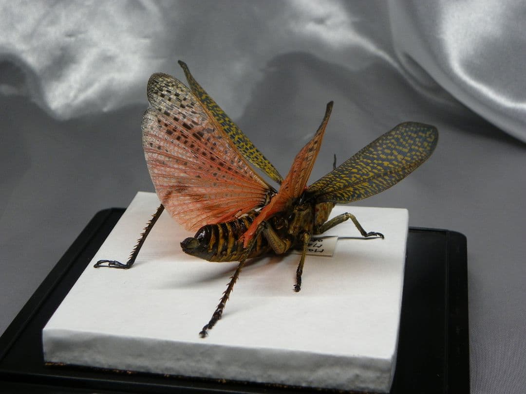 マダガスカルのドクバッタ　立体標本