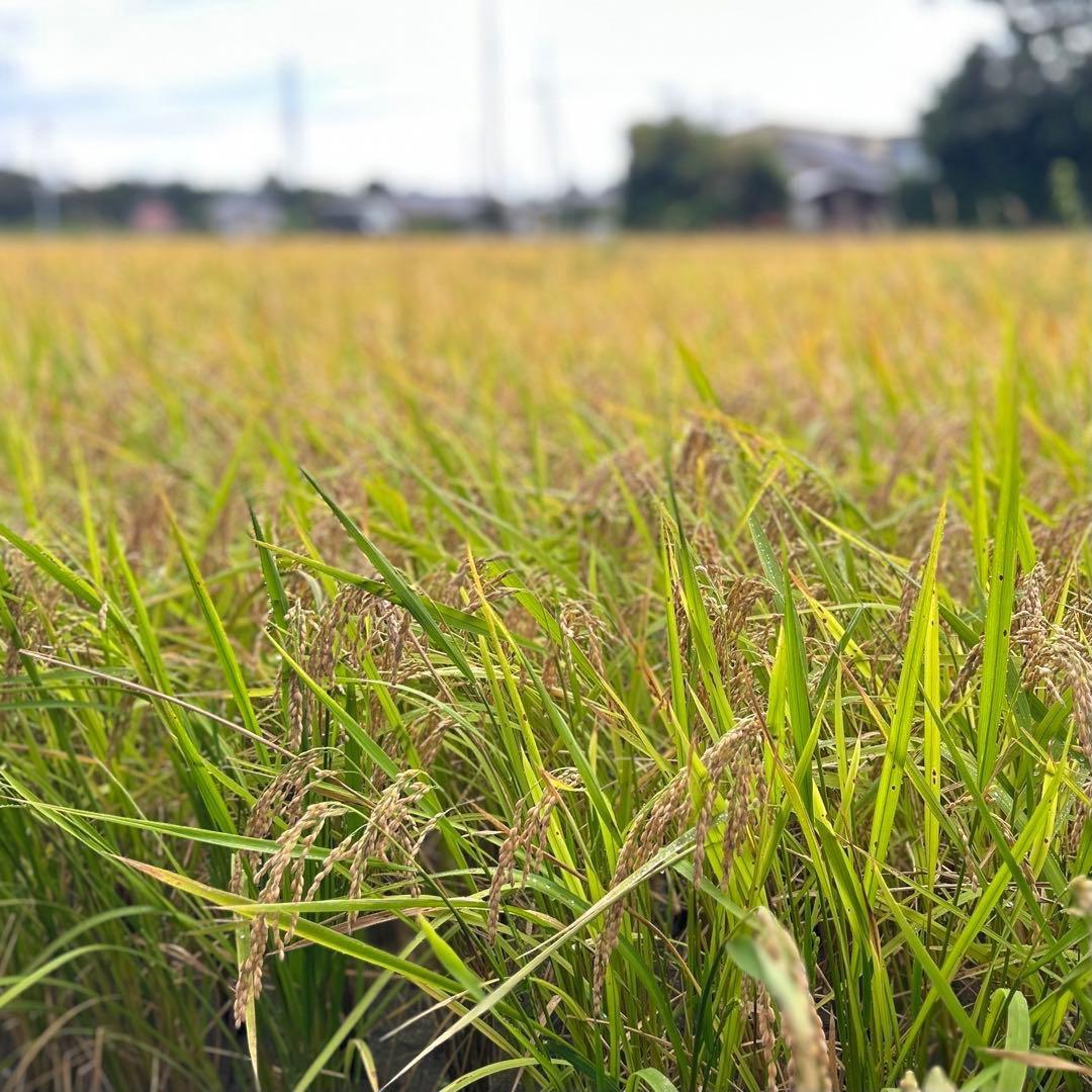 ⚫︎送料無料 農家直送 玄米24.7㎏ 農薬不使用 有機栽培 天日干し お米 静岡