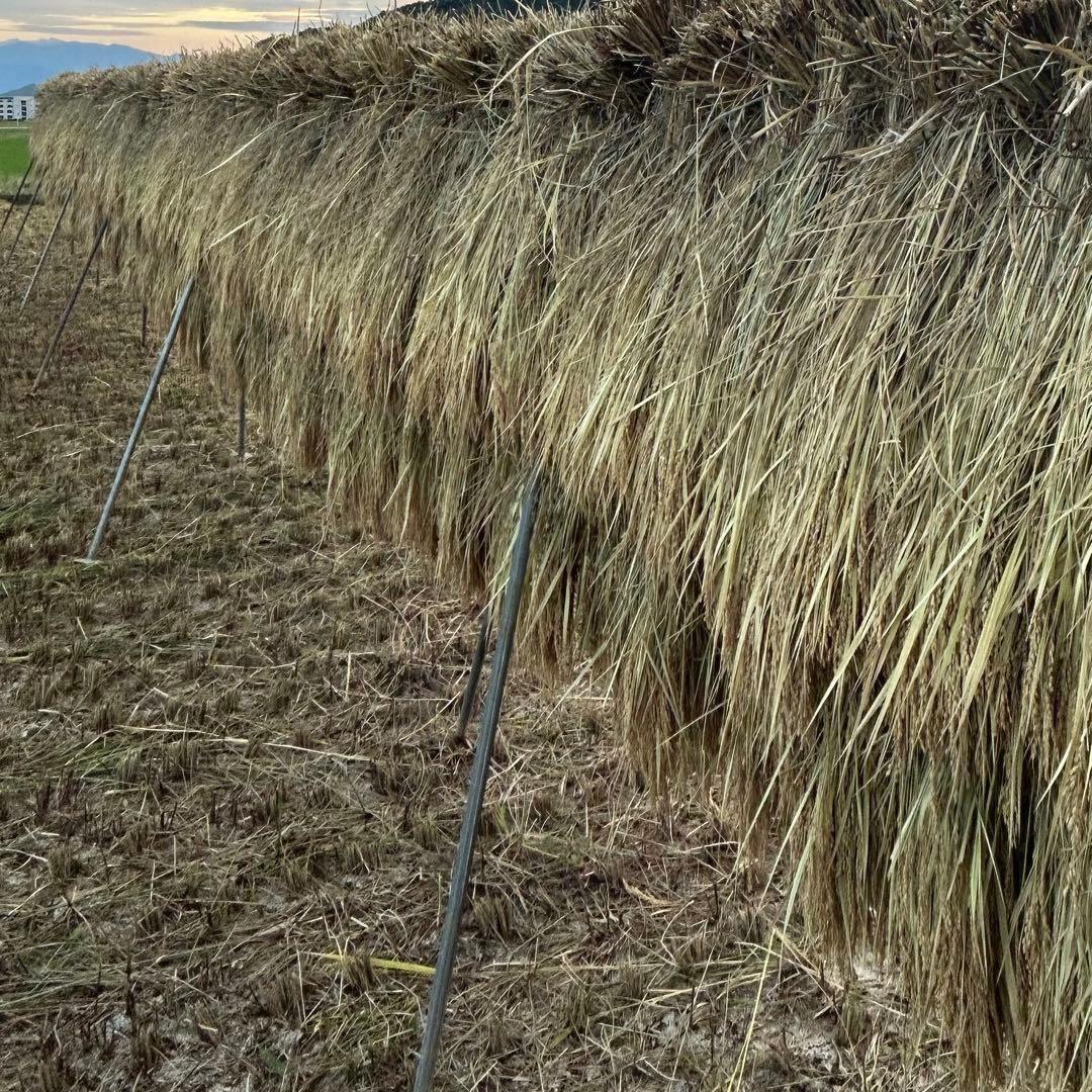 ⚫︎送料無料 農家直送 玄米24.7㎏ 農薬不使用 有機栽培 天日干し お米 静岡