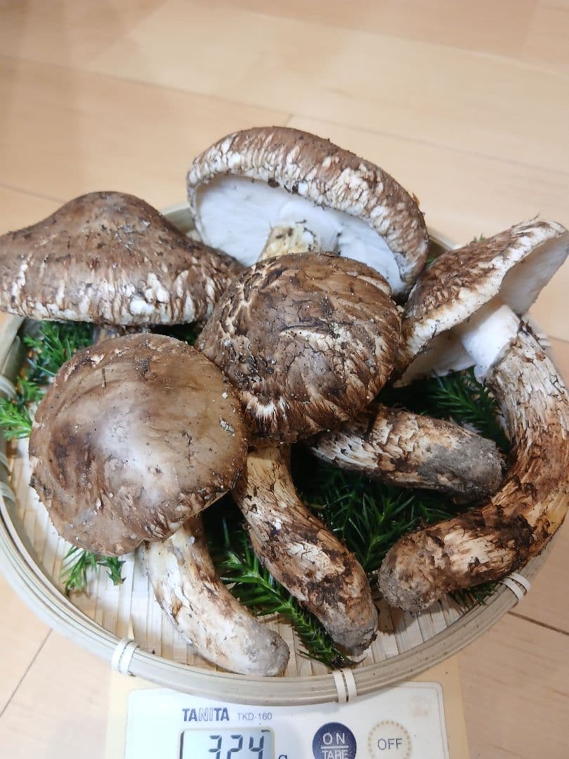 山形県産 松茸 国産 マツタケ まつたけ 松茸専門販売採取その2