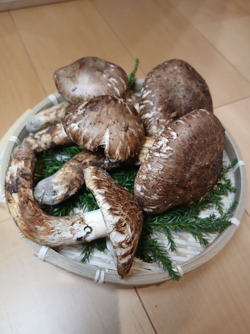 山形県産 松茸 国産 マツタケ まつたけ 松茸専門販売採取その2