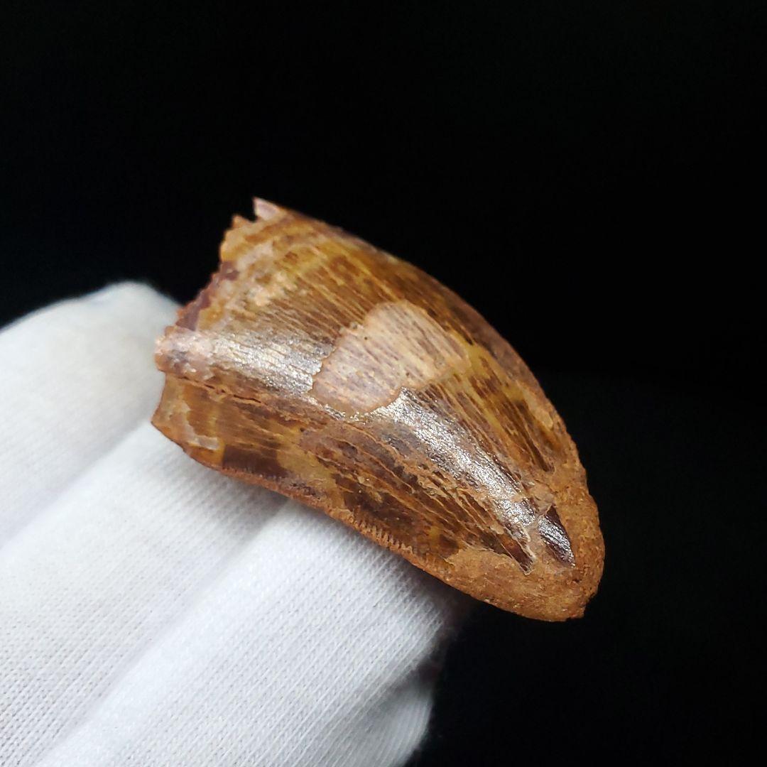 美品 カルカロドントサウルス 歯 化石 本物 42.08mm fca7