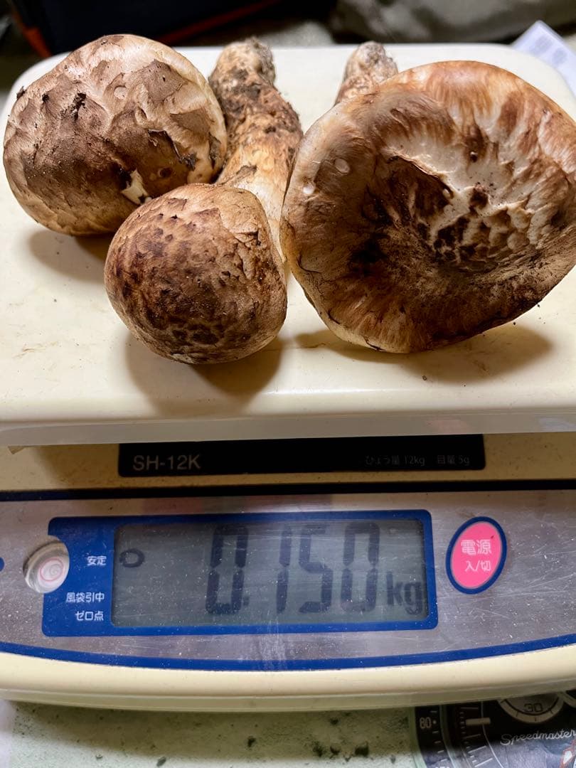 【大阪泉州産】天然松茸 採れたて　良品☆3本150g国産