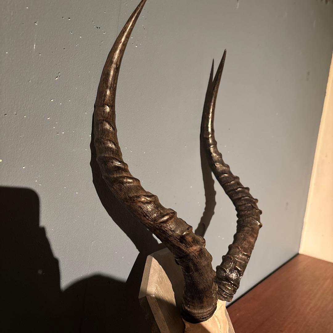 インパラ　頭骨　ハンティングトロフィー 標本　剥製　角