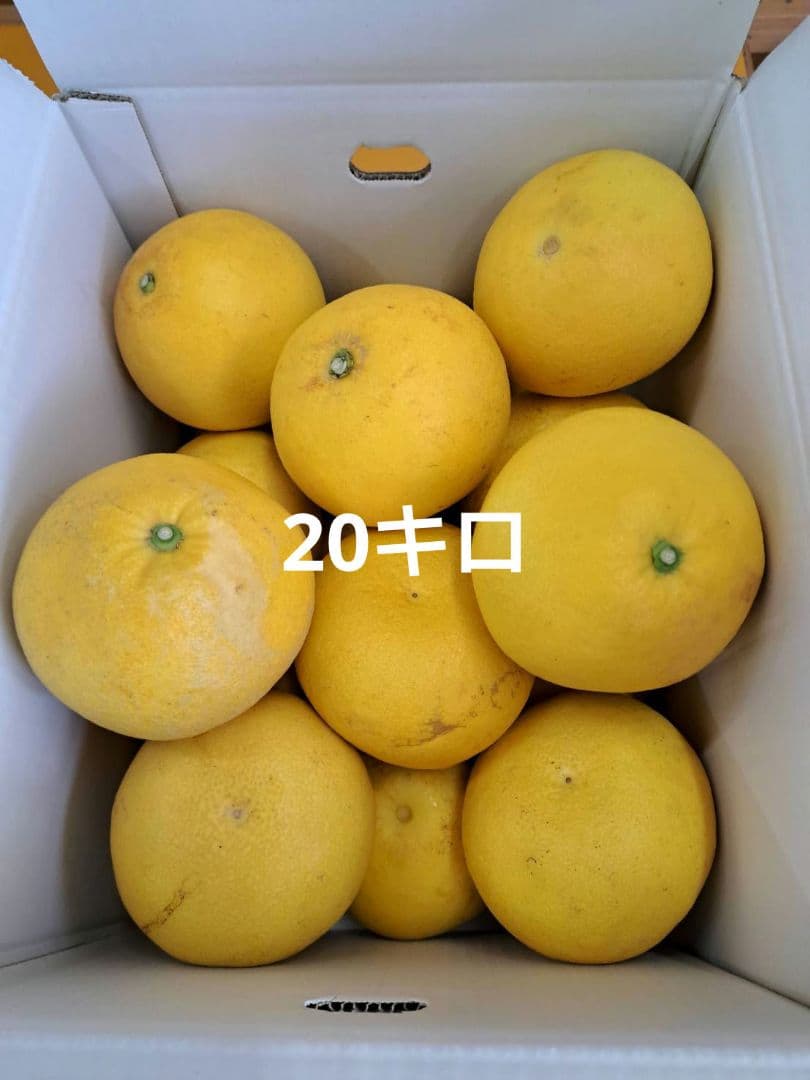 地元果物屋おすすめ高知宿毛産土佐文旦3Lサイズ20キロ家庭用大【メルカリ便送込