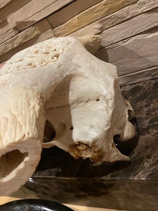 豊饒の水牛　彫刻　壁飾り