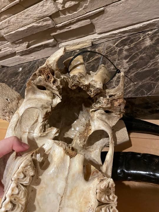 豊饒の水牛　彫刻　壁飾り