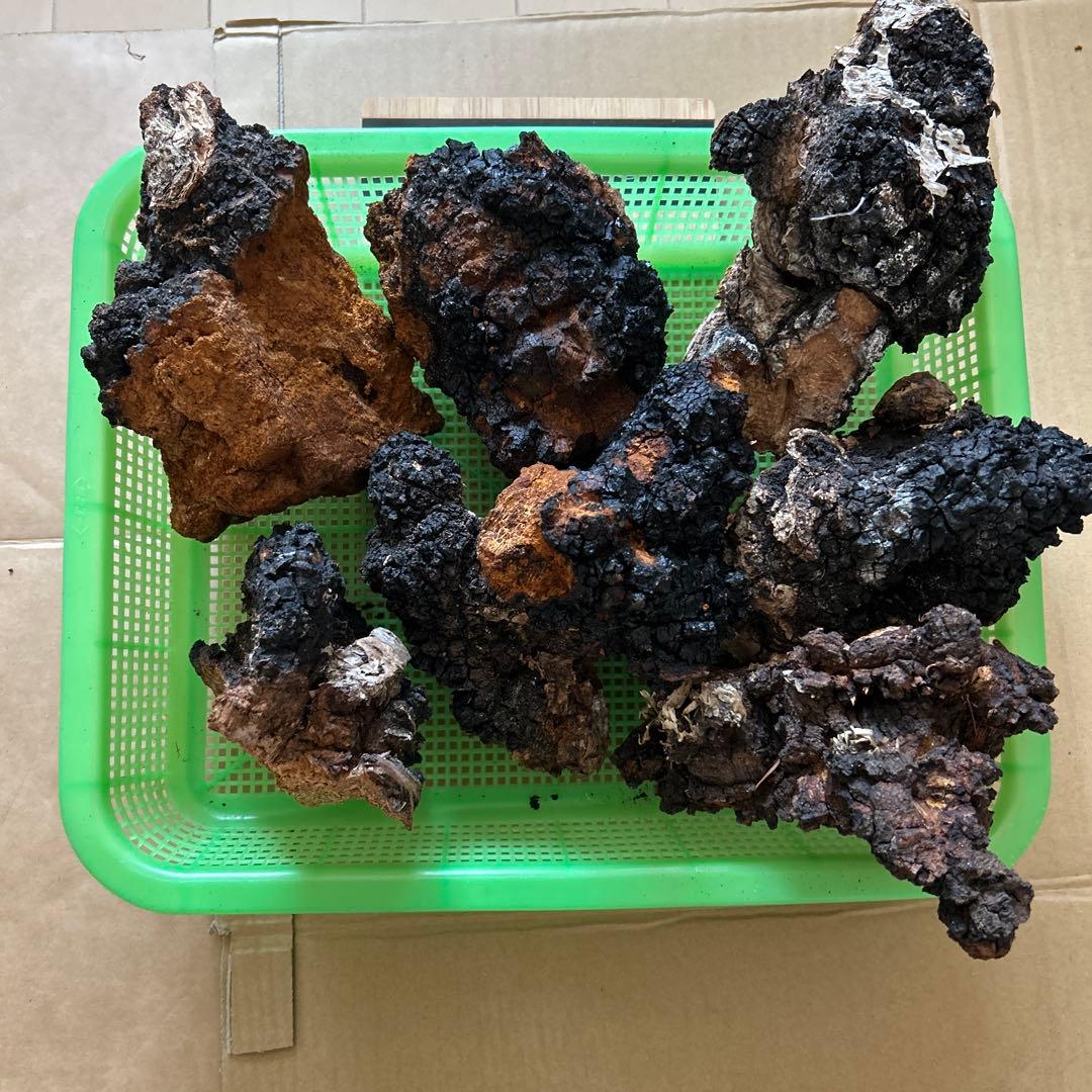 【北海道産】カバノアナタケ　2キロ（B）