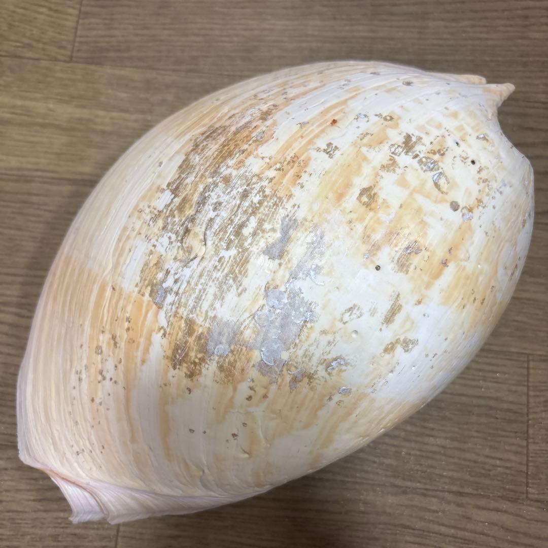 Meyo 7175　　貝殻10点