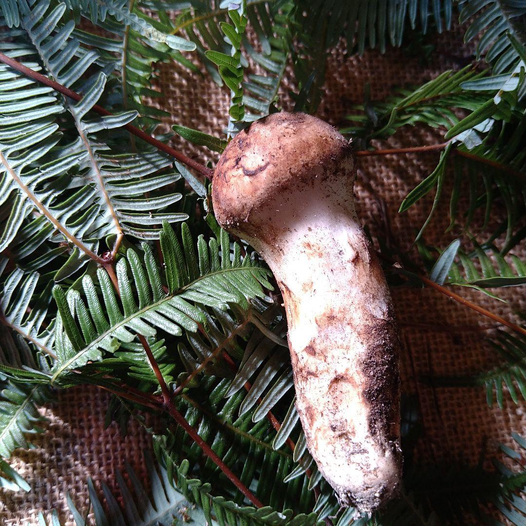 なおや様　広島県産　松茸