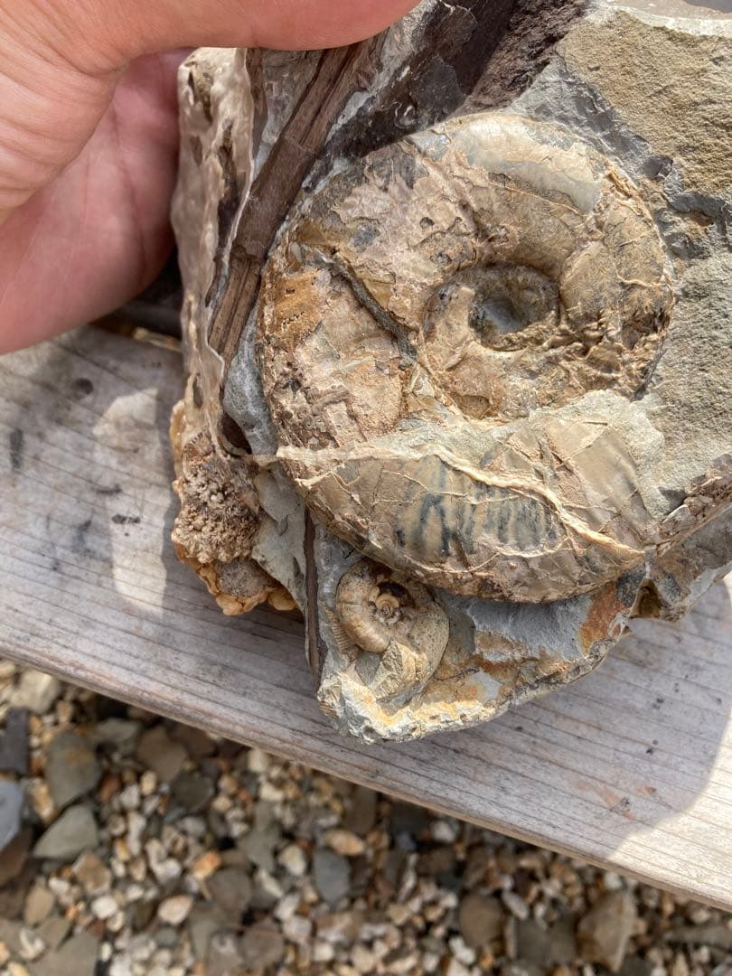 羽幌　木や結晶が混ざったアンモナイトの群生　化石　/インテリア　家具　宝石　恐竜