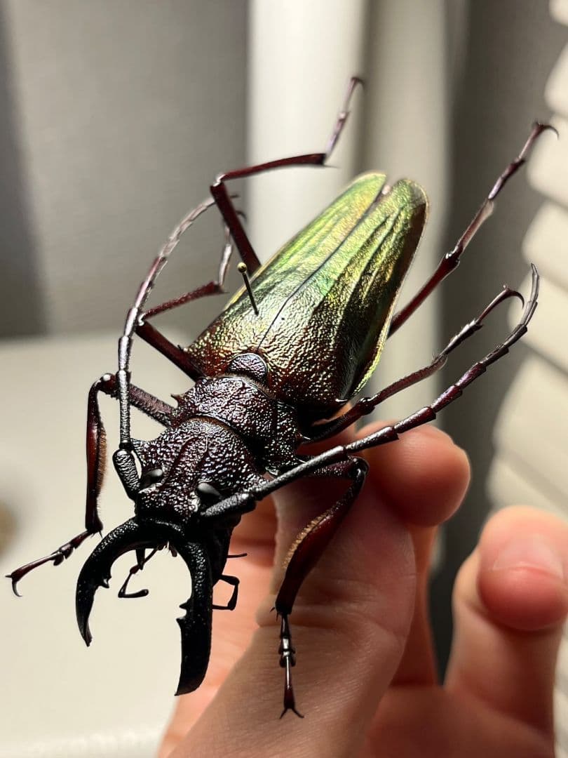 【70mm】ルリオニカミキリ ムラサキオニノコギリカミキリ 昆虫標本