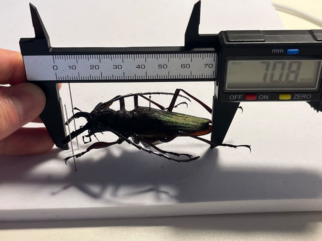 【70mm】ルリオニカミキリ ムラサキオニノコギリカミキリ 昆虫標本