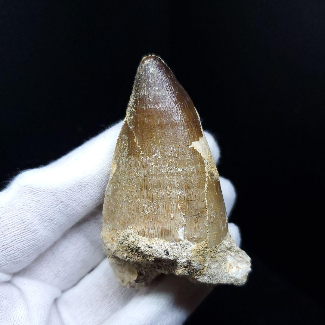 美品 モササウルス 化石 歯 本物 モロッコ産 64.53mm  mo537