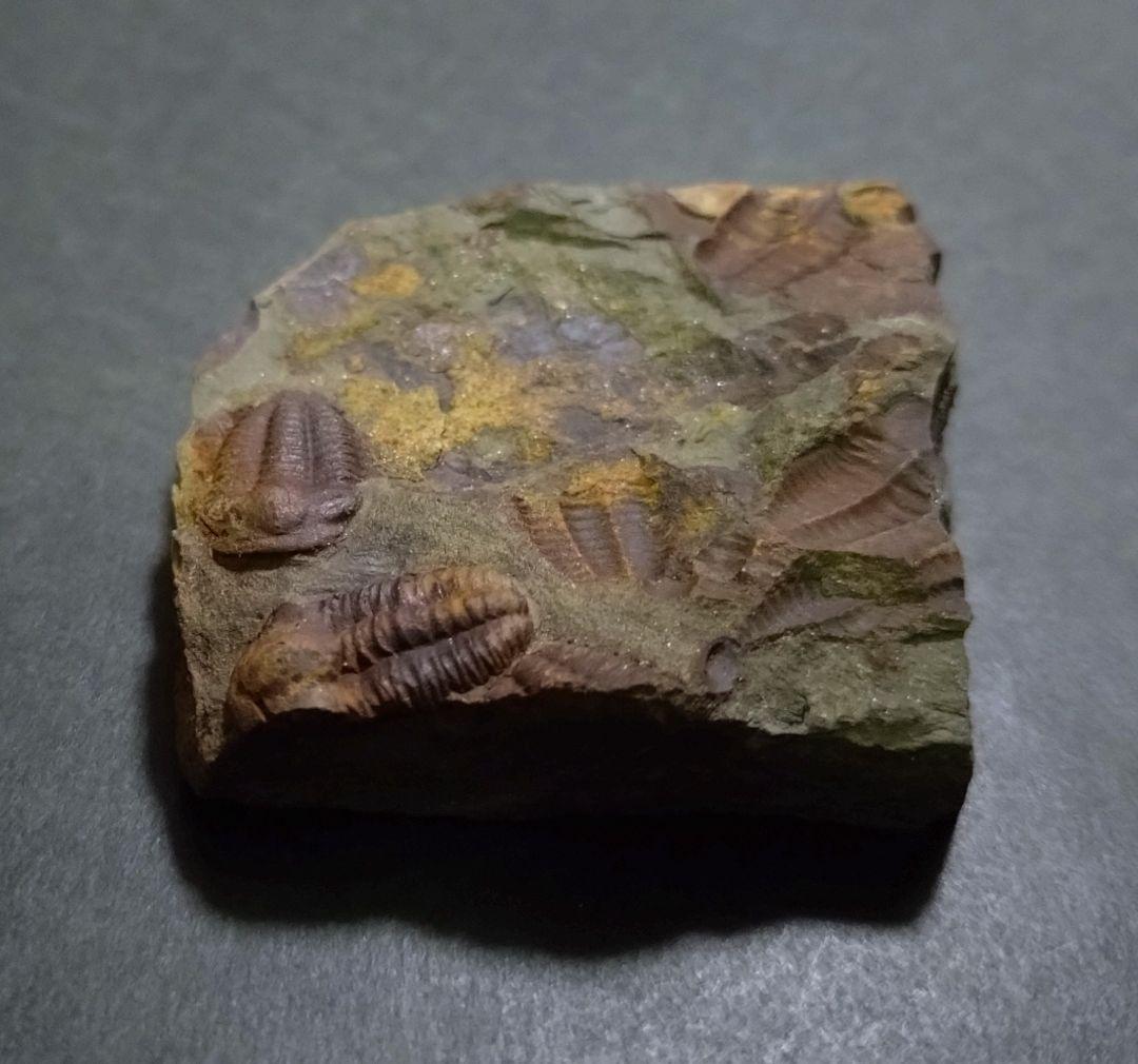 【カンブリア紀】チェツェ産　三葉虫 エリプソセファルス・ホッフィの群集化石