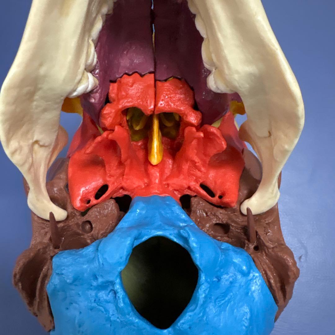 somso 頭蓋骨模型