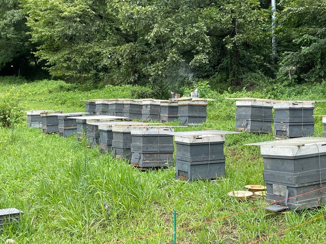 国産〈信州産〉天然はちみつ　新蜜　春【百花はちみつ】300g✖️10個