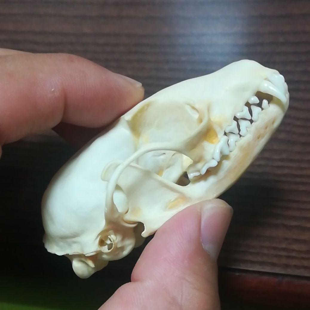 インドネシア産 ジャコウネコ