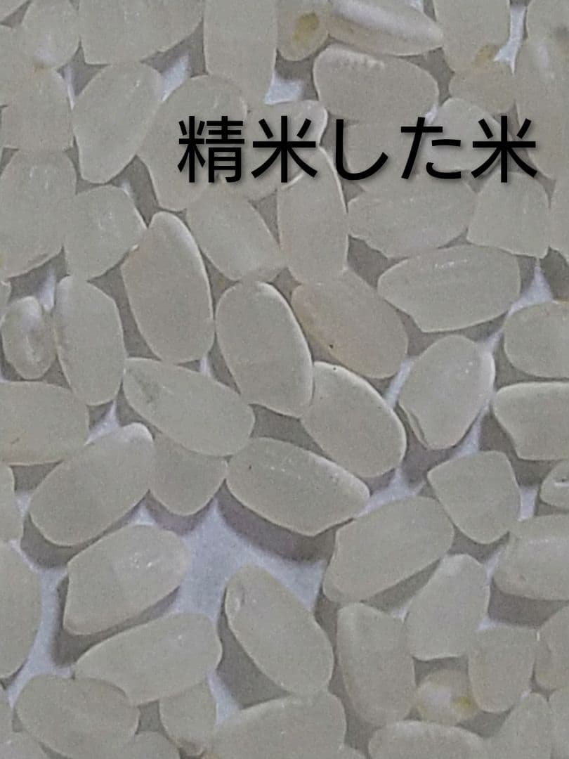 特別栽培米ひとめぼれ９kg