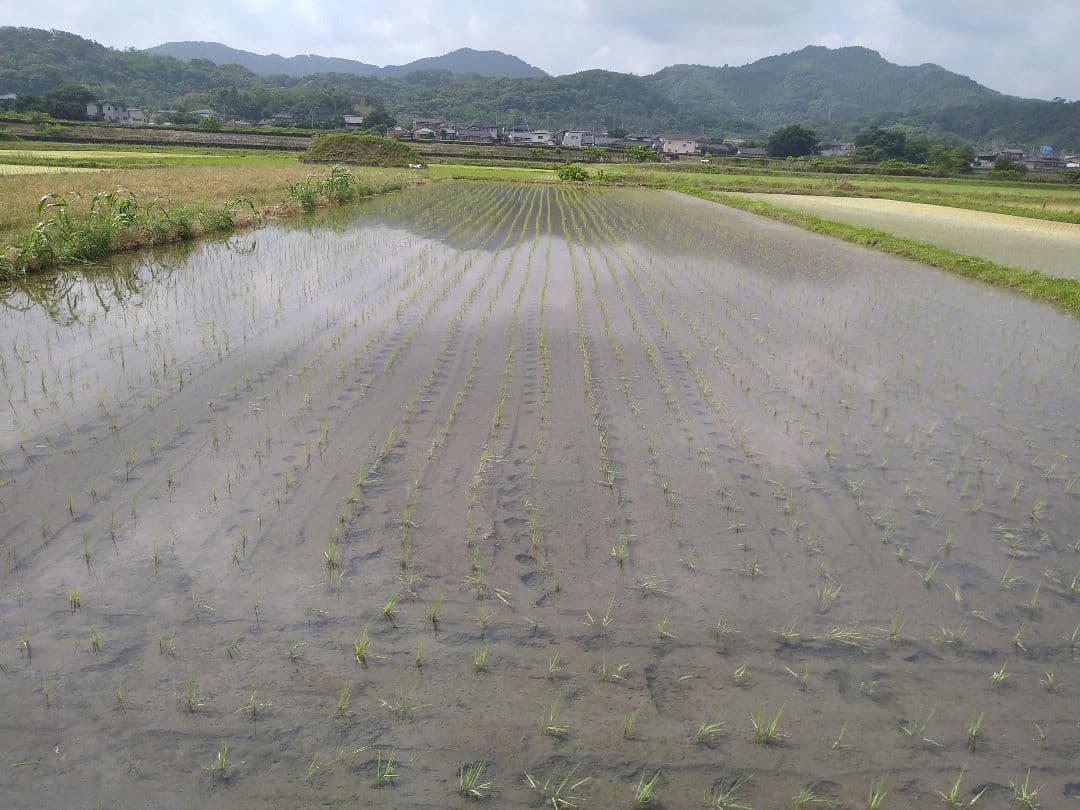 特別栽培米ひとめぼれ９kg