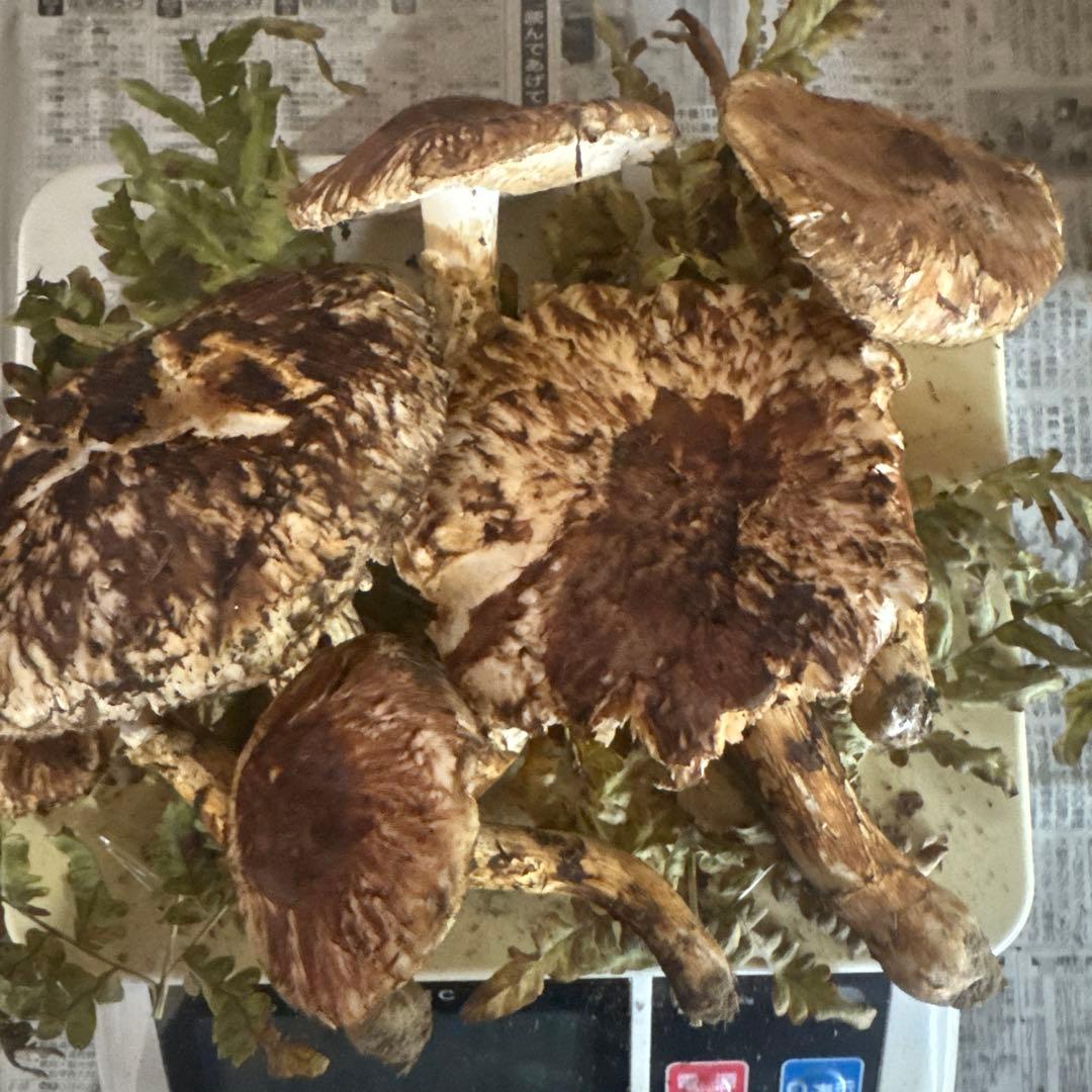 本日収穫 300ｇ 岩手県産松茸