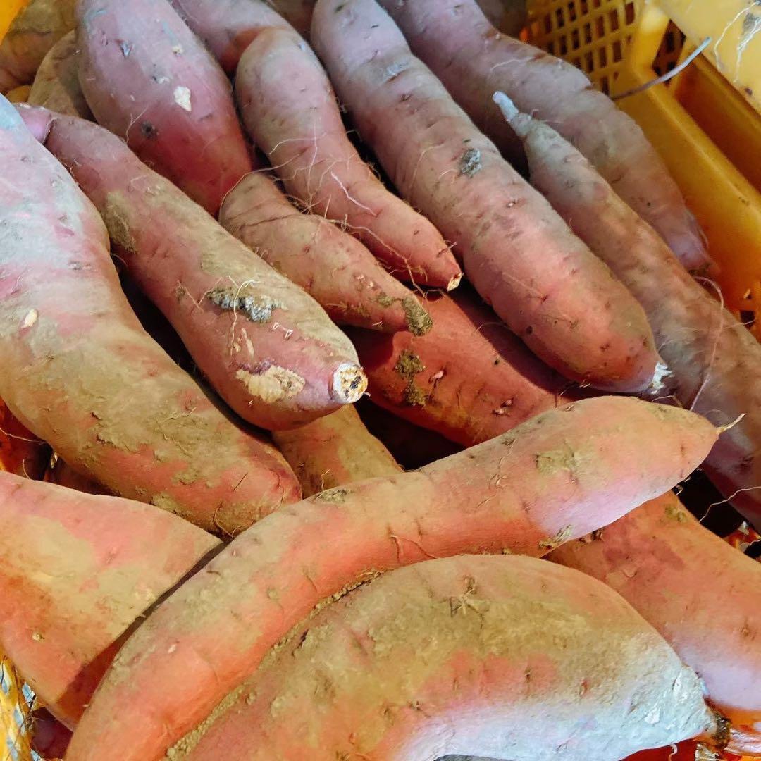 黒猫 シルク10 紅はるか10 MLのみ