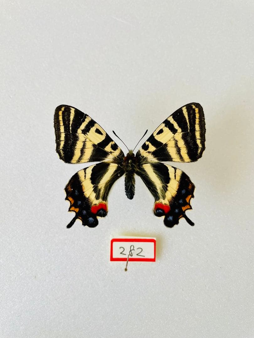 【異常型】ギフチョウ（メス、飼育・福島県）