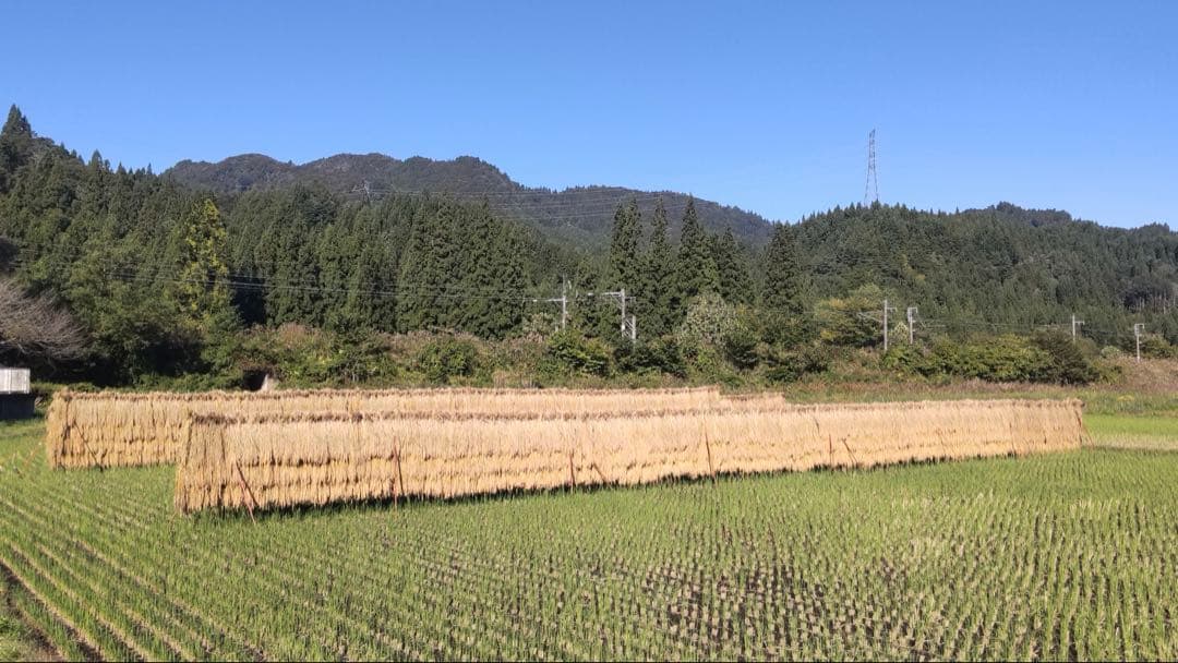 青森県産　はれわたり10㎏　【天日干し米】