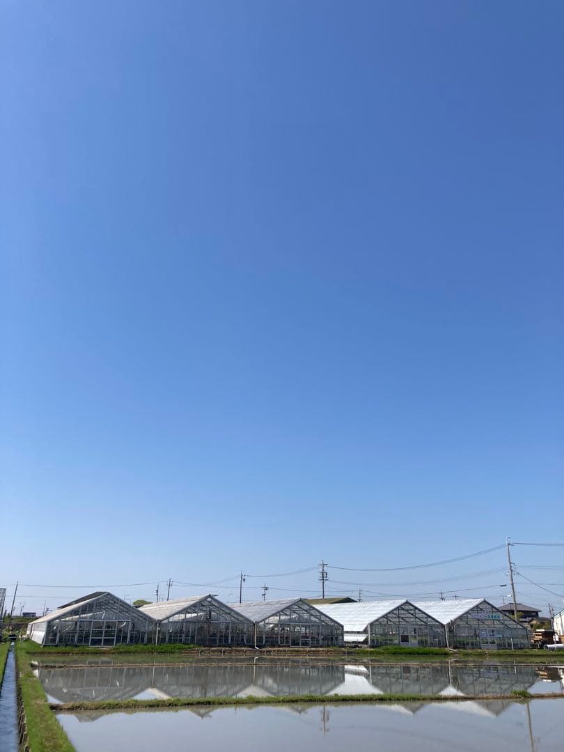 こだわりのお米　つきあかり　令和7年度産　精米10キロ　生産者直送