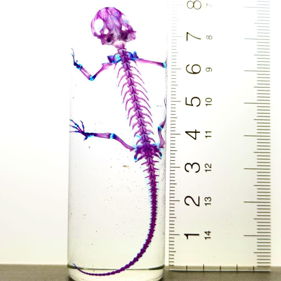 極美品【1点物】アカハライモリ① 8-9cm 50ml