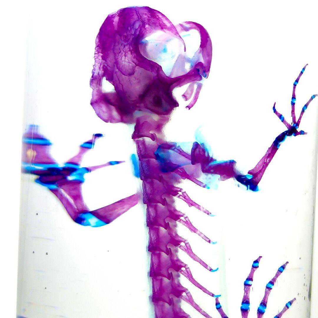 極美品【1点物】アカハライモリ① 8-9cm 50ml