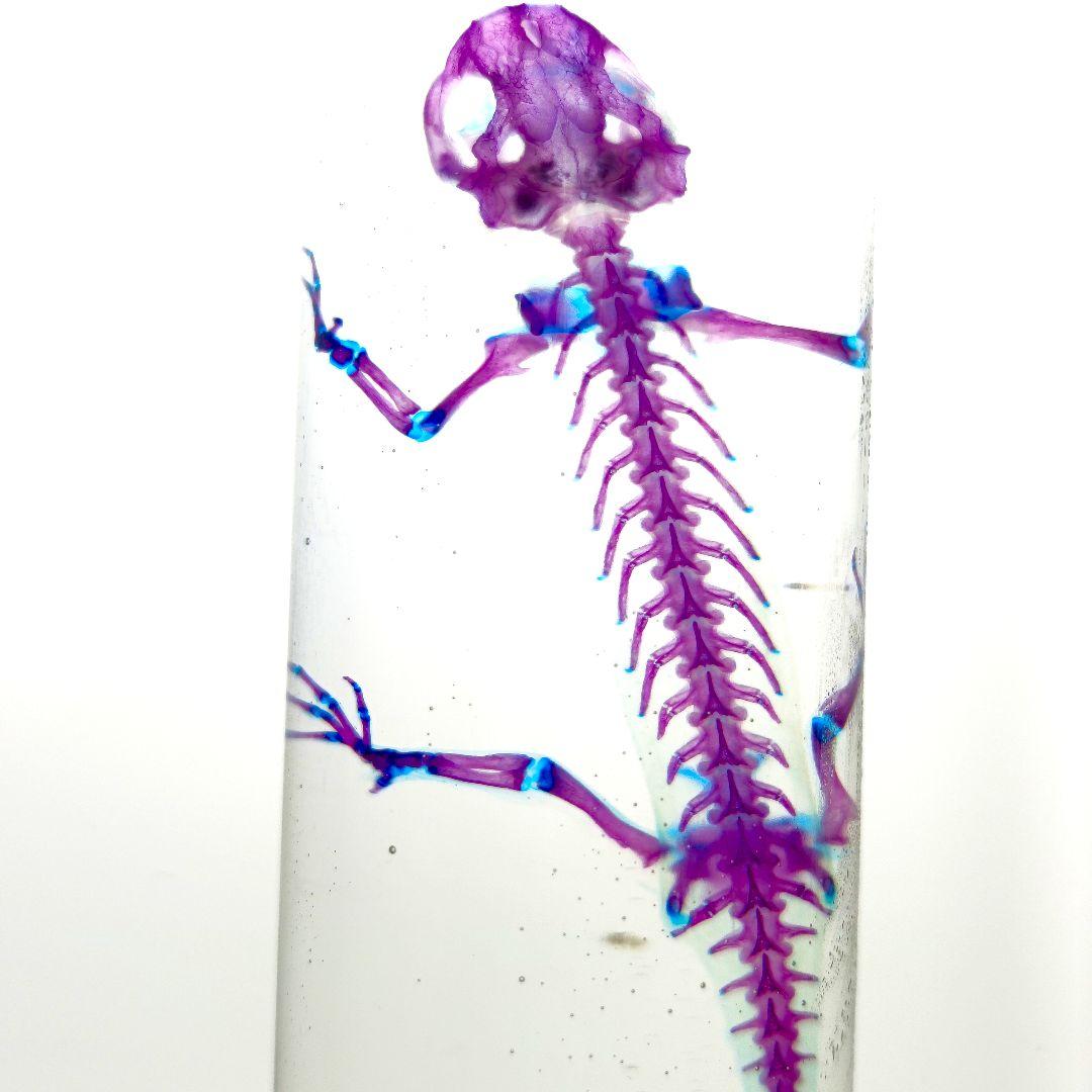 極美品【1点物】アカハライモリ① 8-9cm 50ml