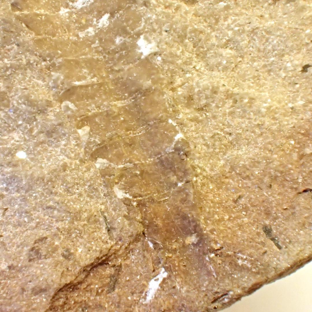 メゾンクリークの化石　１級品　アカンソテルソン　本物保証