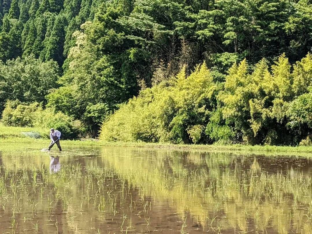 ★自然栽培米　玄米30kg(5kg×6)　令和7年度　熊本県産　森のくまさん★