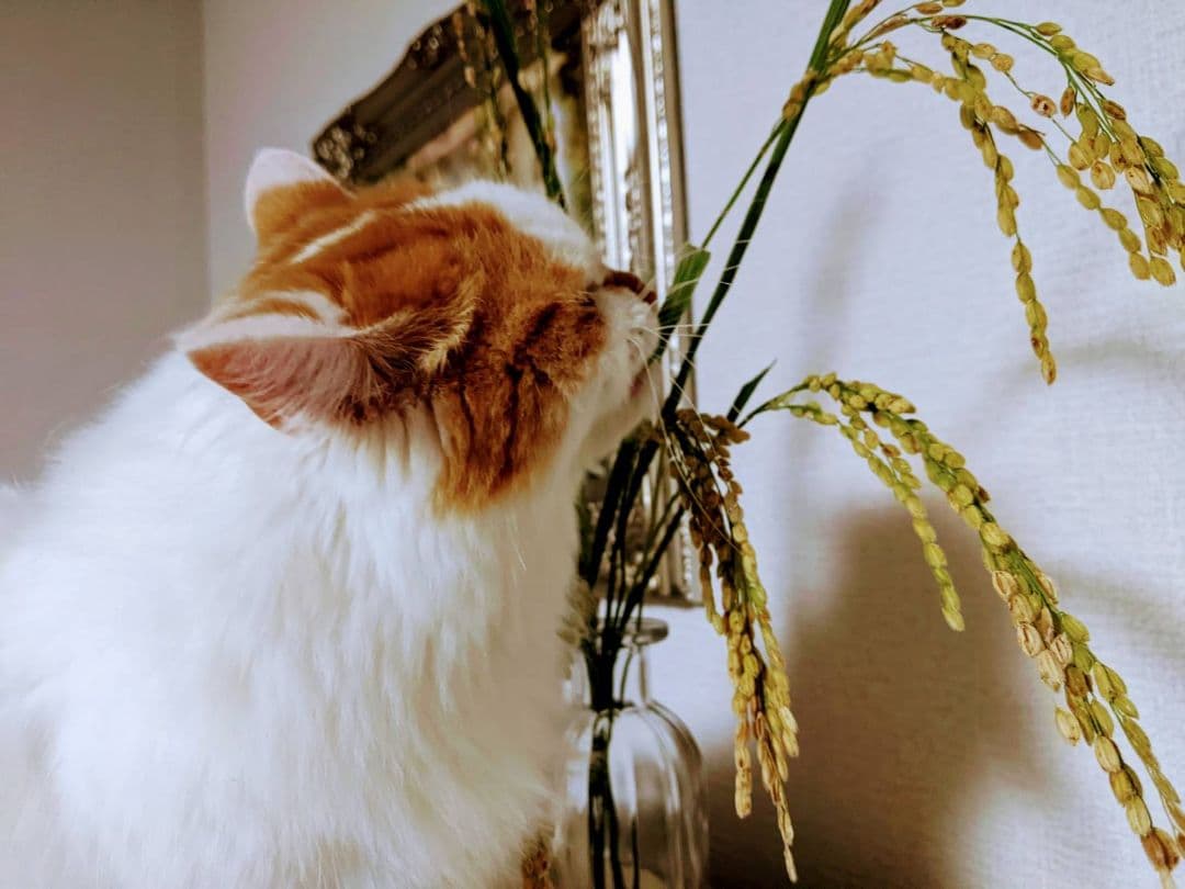 ★自然栽培米　玄米30kg(5kg×6)　令和7年度　熊本県産　森のくまさん★