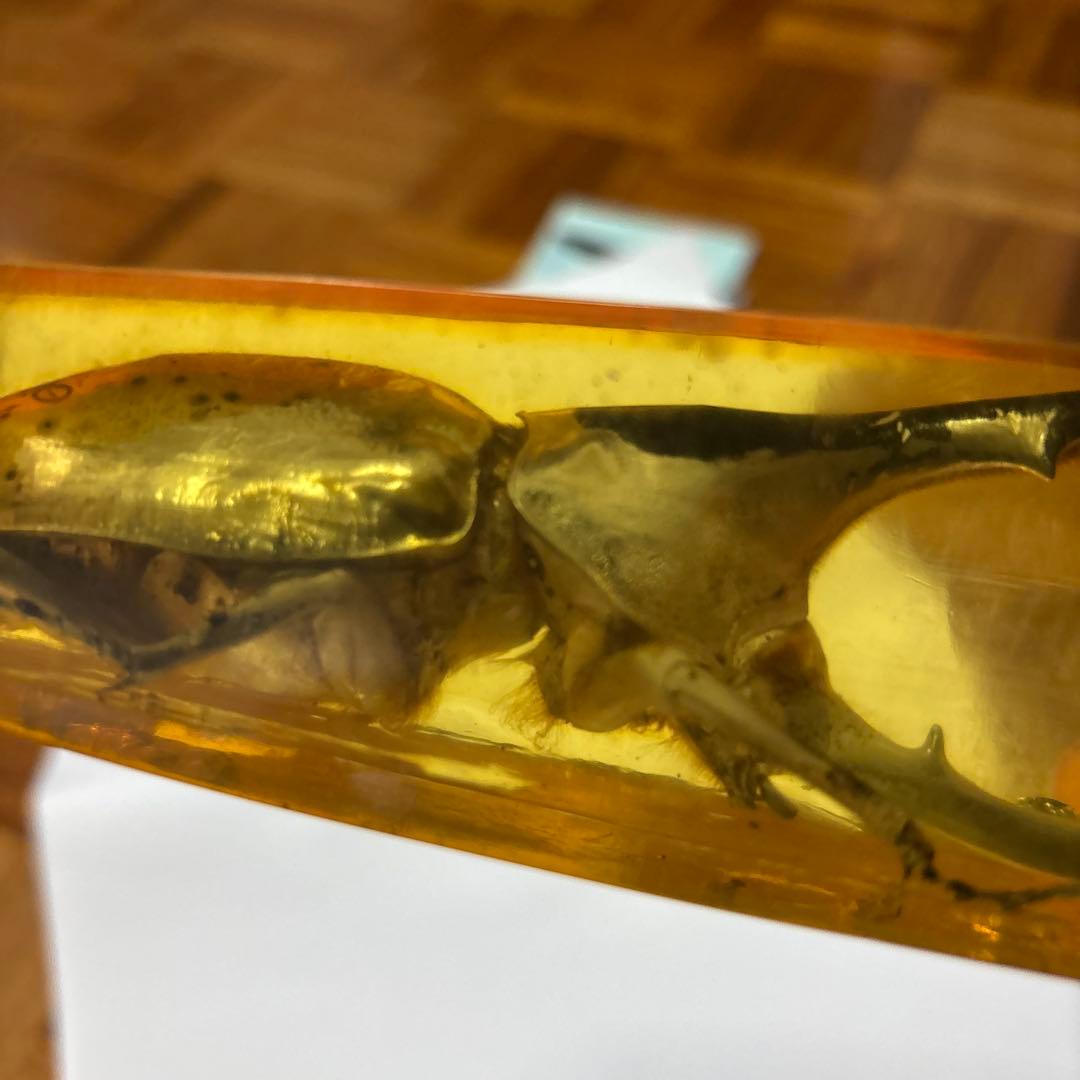 ヘラクレスオオカブト　標本　琥珀樹脂