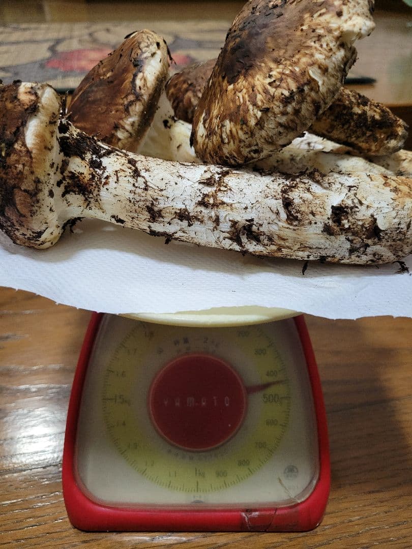 極上　国産　岩手県産　松茸　450g