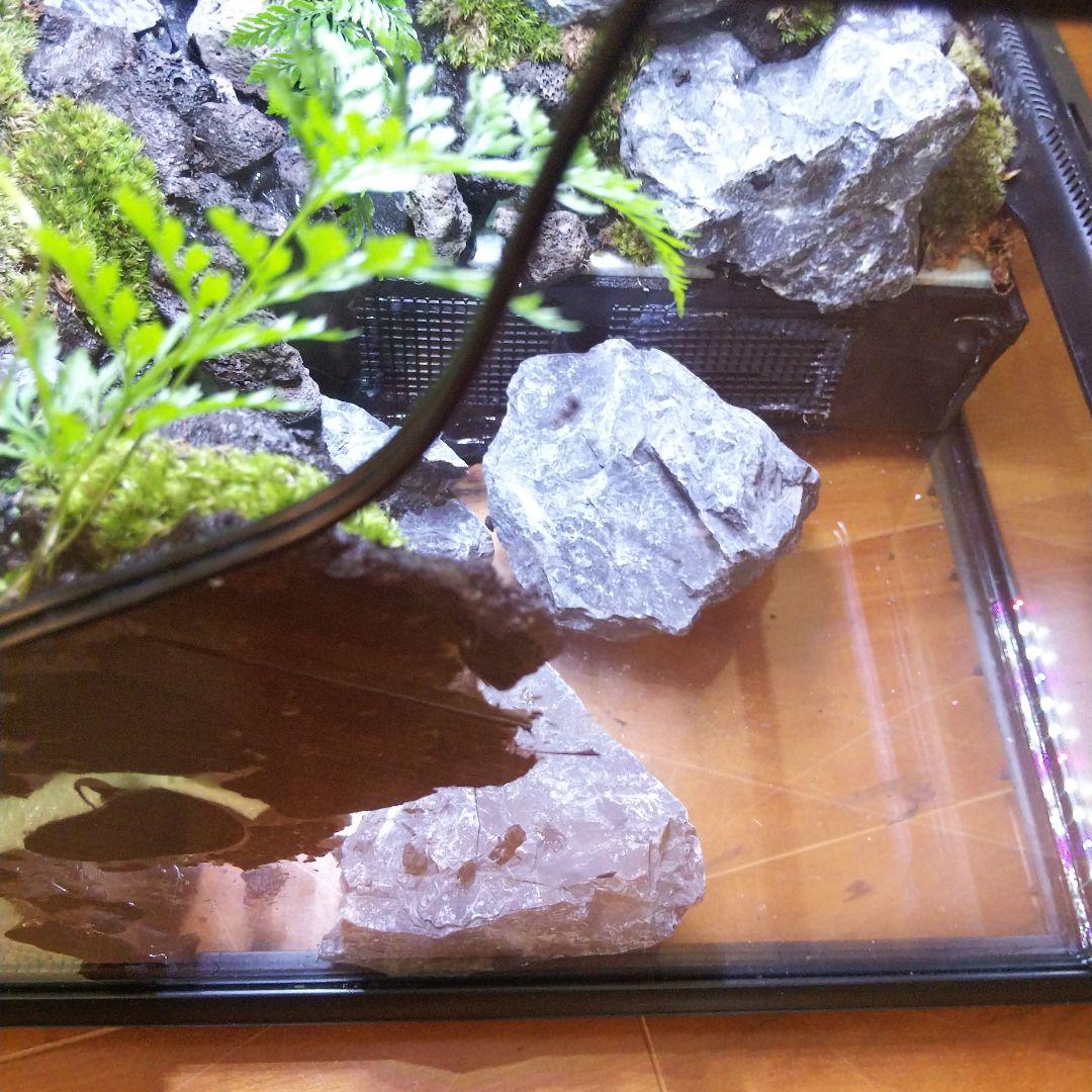 【受注生産】滝のあるアクアテラリウム　グラステラリウム 4530イモリウム
