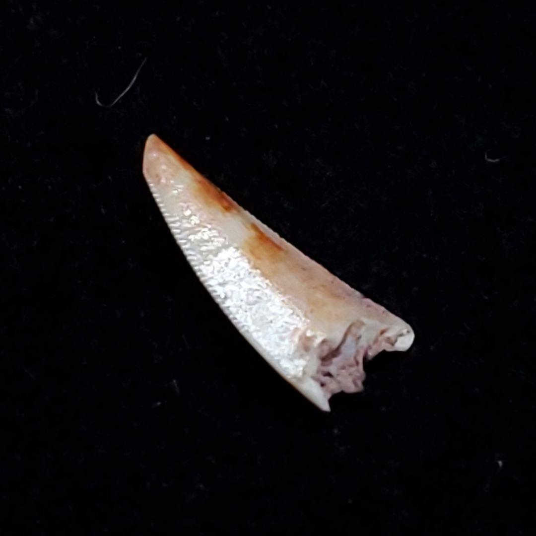 希少 コエロフィシス 化石 歯 恐竜 本物  7.15mm fr81