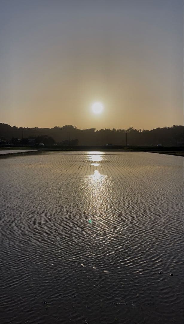 ☆早い者勝ち☆新米 コシヒカリ 令和7年産 千葉県いすみ市産　白米　無洗米