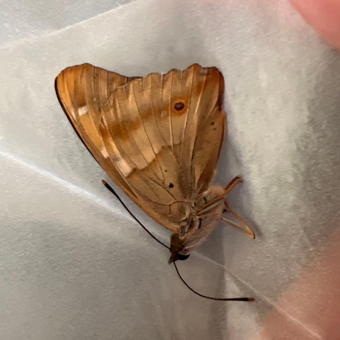 オオイチモンジチョウ　モンゴル産9頭セット