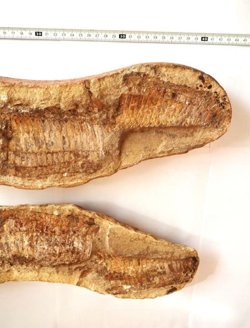 一億数千年前の獰猛・絶滅古代魚ヴィンクティフェルの希少美ネガポジ大型化石