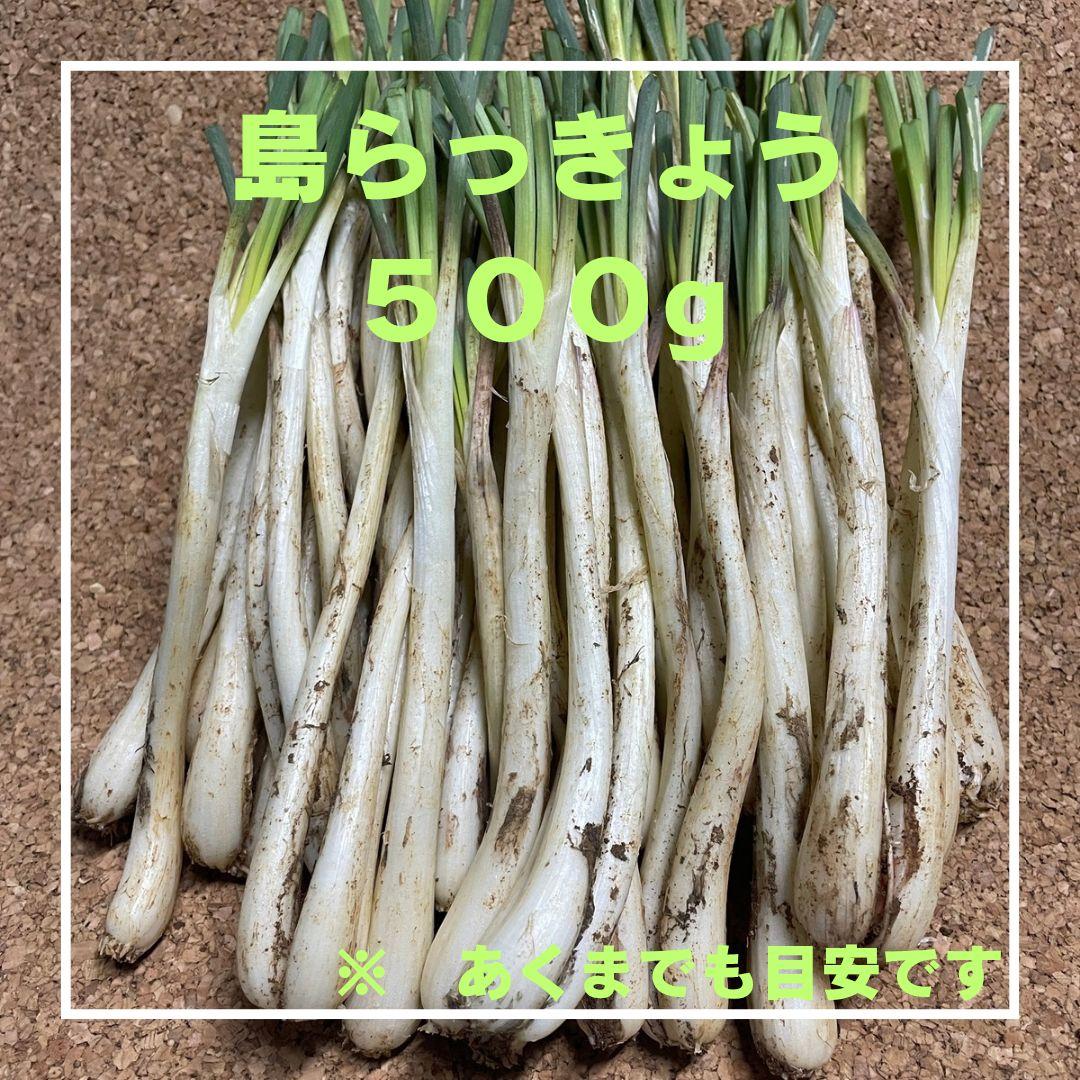 5000g 伊江島産 島らっきょう 産地直送 農家直送 送料無料