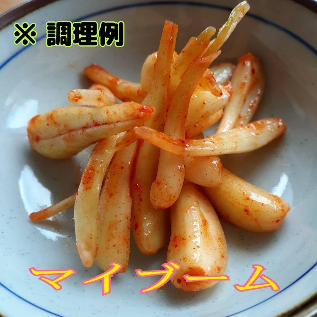 5000g 伊江島産 島らっきょう 産地直送 農家直送 送料無料