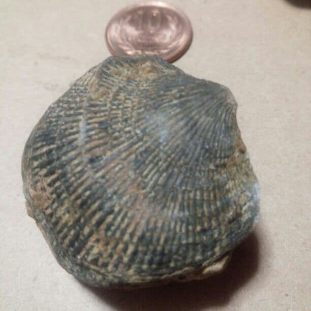 貝の化石