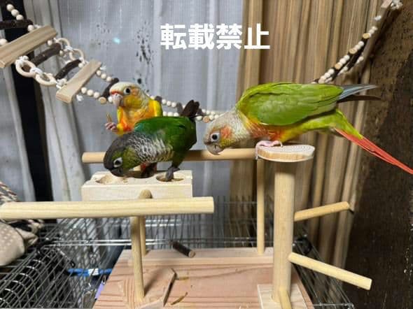 T56　止まり木　パーチ　門型　中型のインコちゃん用　スタンド