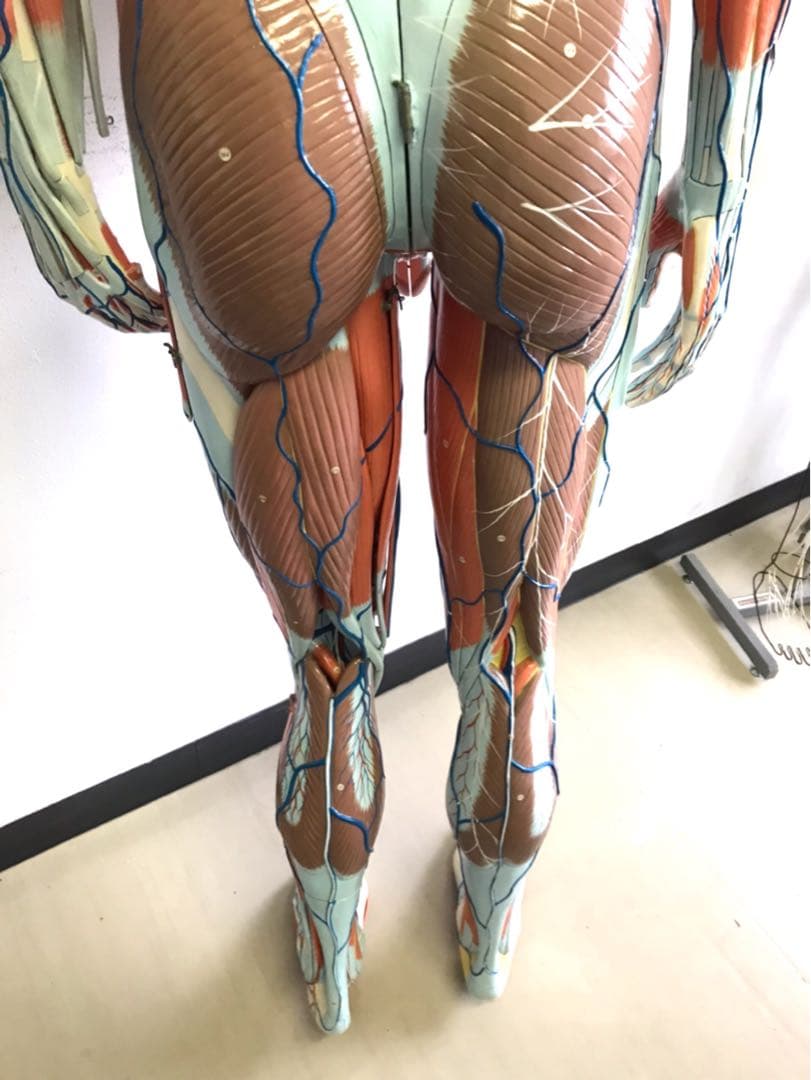 人体解剖模型♡ 京都科学