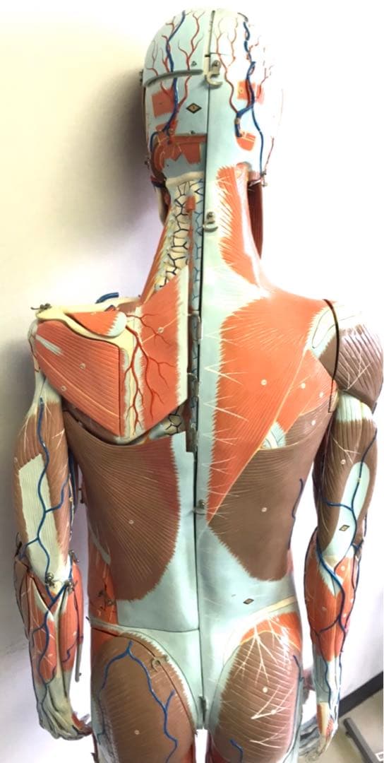 人体解剖模型♡ 京都科学